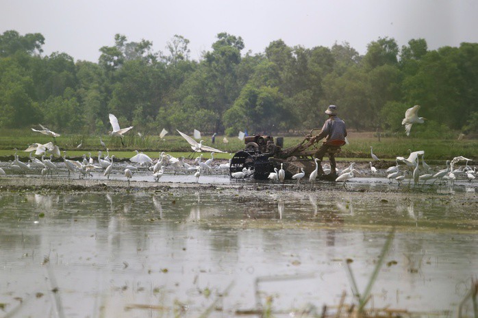 Đàn cò trắng bay lượn, chơi đùa với nông dân đang cày ruộng