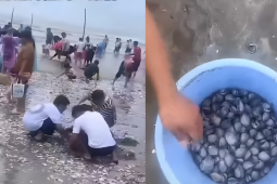 Người dân Trung Quốc thi nhau nhặt hải sản sau bão Wipha
