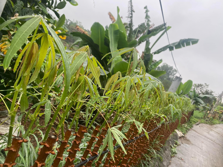 Người ta thường lấy phần ngọn và lá của cây sắn mọc bờ rào, bờ ruộng thay vì bẻ từ cây sắn trồng lấy củ. Ảnh: Vũ Thu Phương