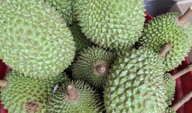 Xuất khẩu sầu riêng phục hồi, kéo kim ngạch xuất khẩu rau quả tăng trưởng dương. Ảnh: TA