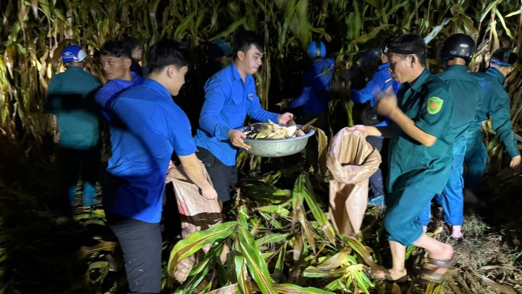 Người mang bì tải, người mang chậu ra ruộng ngô để khẩn trương thu hoạch.