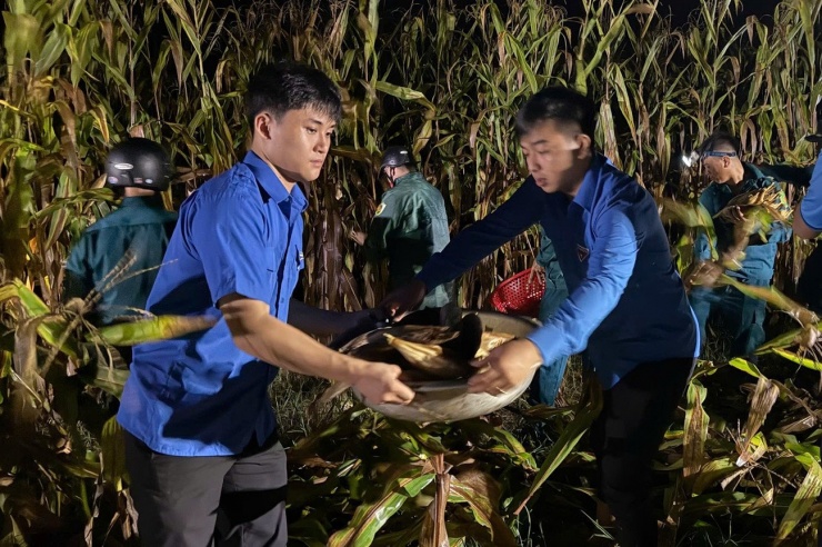 Đến 24h cùng ngày, với sự nỗ lực không ngừng nghỉ, hơn một nửa diện tích ngô đã được thu hoạch.