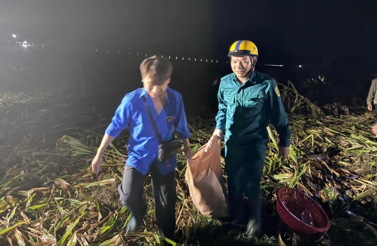 “Hiện các lực lượng đã thu hoạch được khoảng 4 tấn ngô. Dự kiến còn khoảng 3 tấn nữa. Các lực lượng quyết tâm sẽ thu hoạch đến khi nào xong mới nghỉ, giúp người dân giảm được thiệt hại”, anh Nguyễn Cảnh Hồng Anh nói.