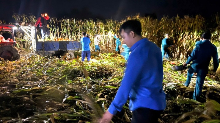 Xe kéo được huy động ra tận ruộng chở ngô về sau khi thu hoạch.