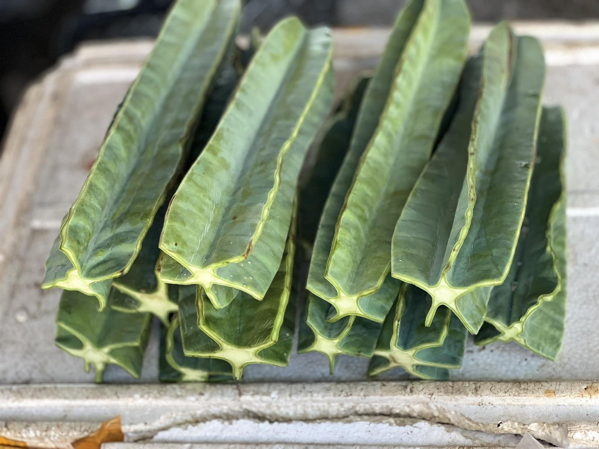 Xương rồng mọc phổ biến ở Quảng Bình cũ và được bày bán ở trong chợ Đồng Hới. Ảnh: Ngọc Trâm/Hoàng Yến