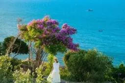Hoa bằng lăng nhuộm tím Mũi Dinh, điểm đến không thể bỏ lỡ hè này