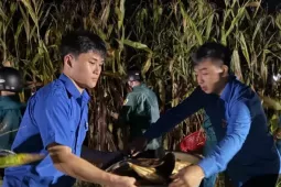 Thanh niên trắng đêm thu hoạch ngô giúp người dân chạy lụt