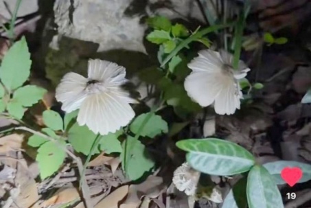 Nửa đêm rủ nhau đi đào 
