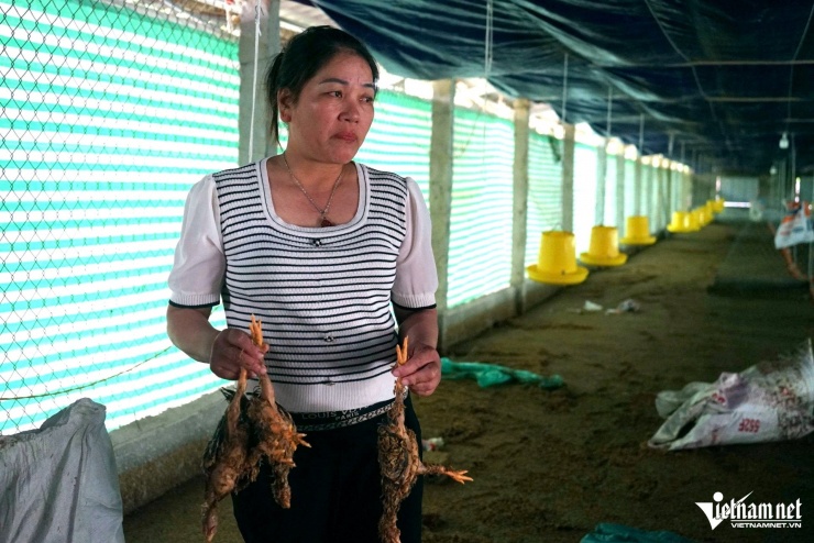 Chị Na xót xa nhìn trang trại 5.000 con gà của gia đình bị nhấn chìm trong nước. Ảnh: Lê Dương