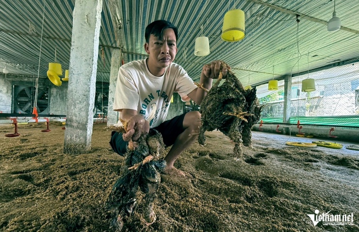 Mặc dù đã di chuyển sớm đàn gà, nhưng gia đình anh Thắng vẫn bị chết khoảng 2.500 con. Ảnh: Lê Dương