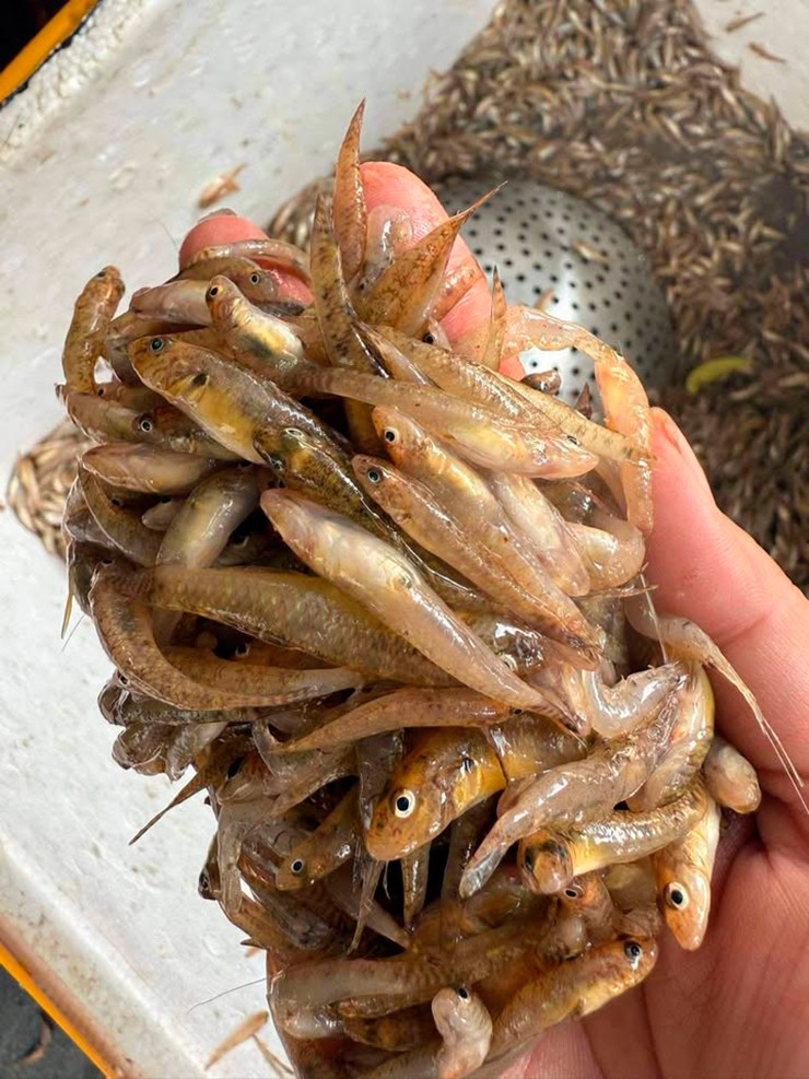 Ở dòng sông Đà có một loại cá kích thước bé nhưng được biết tới như một món đặc sản quen thuộc, thơm ngon, đó là con cá bống.
