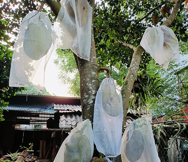 Theo người dân, giống mít này không quá khó chăm sóc, tuy nhiên khi có quả cần phải bọc lại để tránh côn trùng, sâu bọ.
