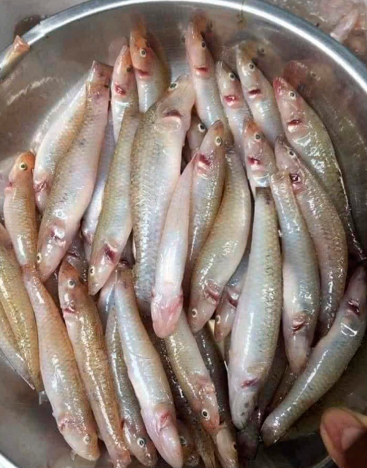 Cá được làm sạch sẽ, cấp đông, người dân thành phố chỉ cần rửa qua là có thể sử dụng được luôn.
