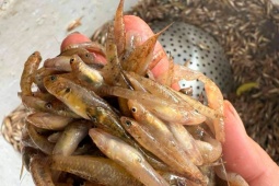 Loài cá  " nhà nghèo "  nay dân bắt về bán 200.000 đồng/kg, mỗi năm chỉ xuất hiện đúng một lần