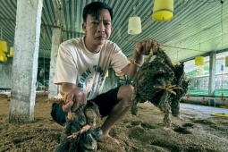 Nước lên đến đâu, gà chết đến đó, chủ trang trại ở Thanh Hoá trắng tay sau lũ