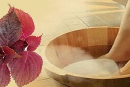 4 cách sử dụng nước lá tía tô tốt nhất cho sức khỏe