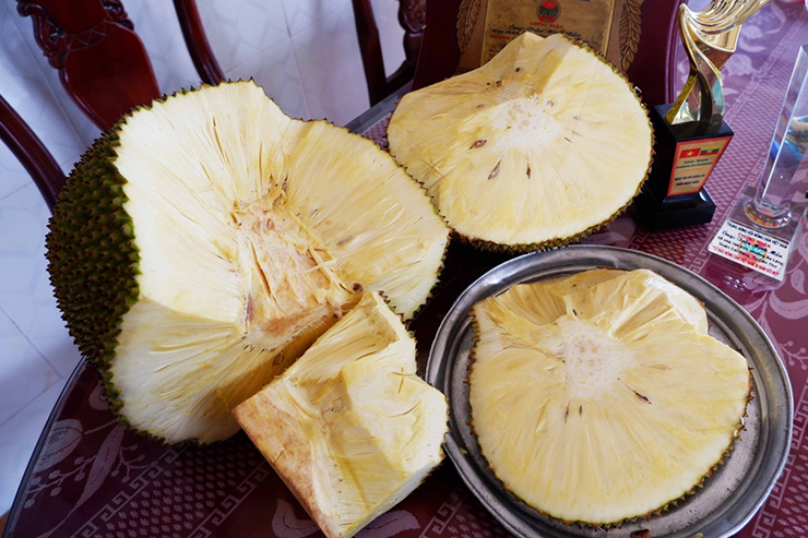 Ông Mẫn chia sẻ, hiện nay vườn nhà ông không đủ số lượng mít để cung ứng cho thị trường. Ngay cả những trái dùng để giới thiệu cho khách tham quan vườn cũng rất hạn chế.

