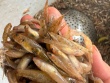 Loài cá "nhà nghèo" nay dân bắt về bán 200.000 đồng/kg, mỗi năm chỉ xuất hiện đúng một lần
