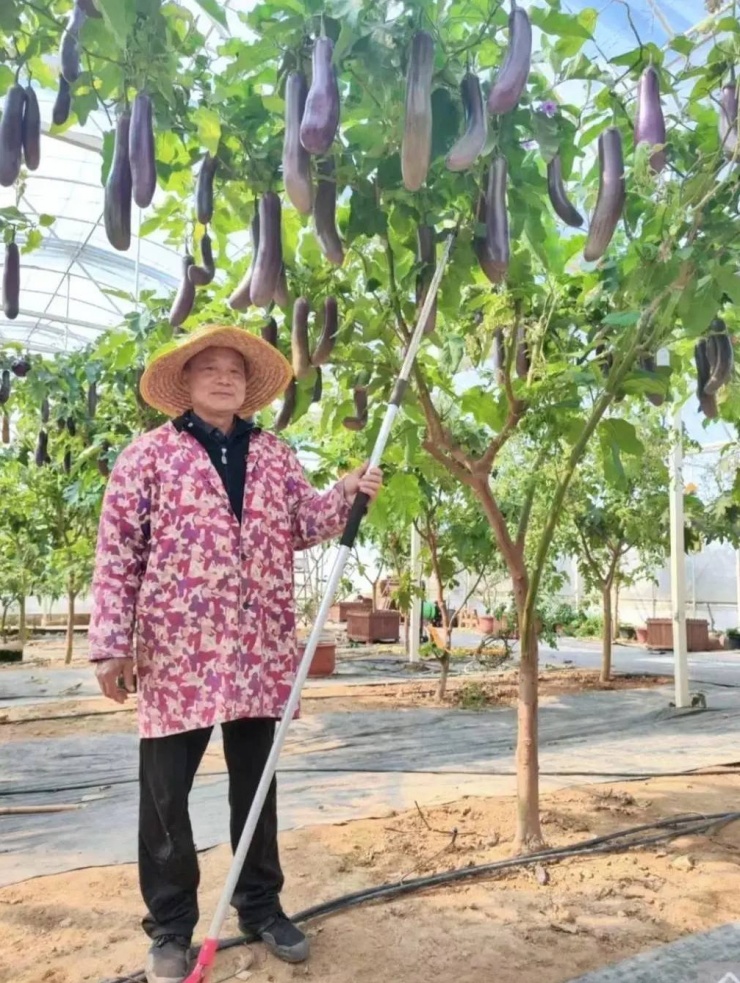 Cây cà tím của người đàn ông ở Phúc Kiến. Ảnh: Sohu