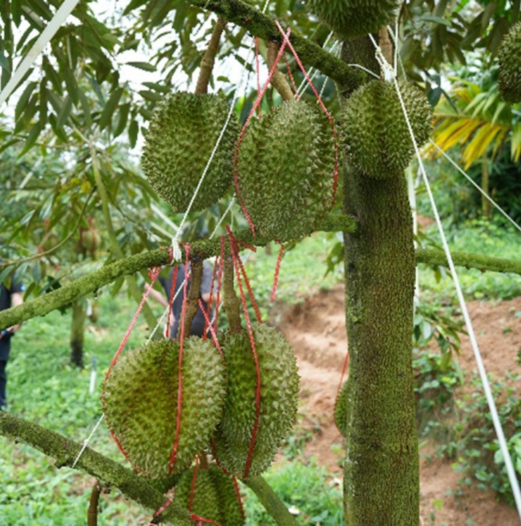 Vườn sầu riêng tại Trung Quốc. Ảnh: P.C
