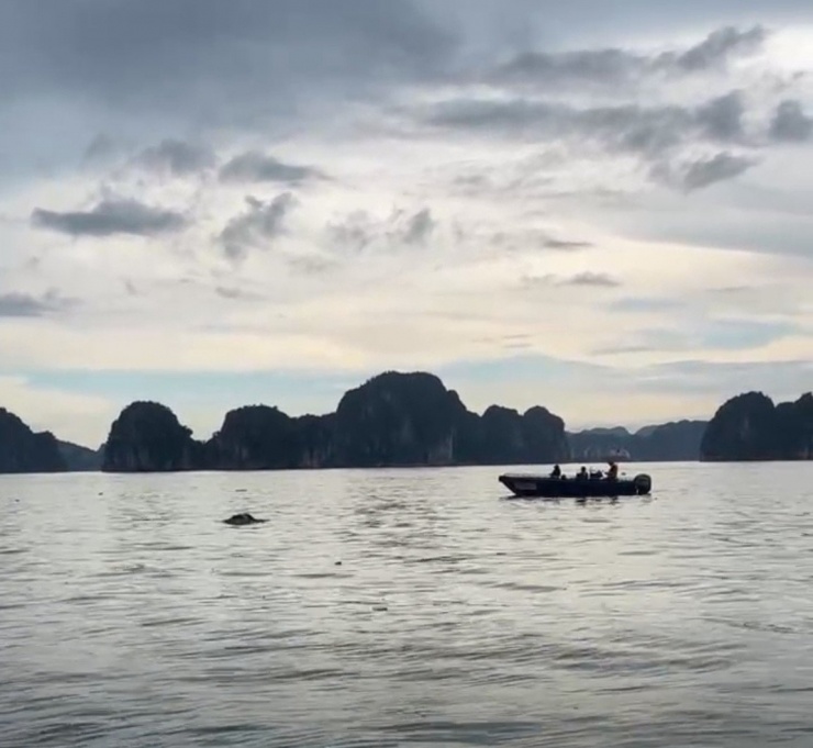 Tìm thấy thi thể người phụ nữ nghi là hành khách gặp nạn trên tàu Vịnh Xanh 58.