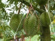 Đắt gấp đôi hàng Thái, sầu riêng Trung Quốc có gì đặc biệt?