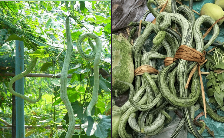Ở Việt Nam, giá mướp rắn dao động 20-40.000 đồng/kg.&nbsp;Người tiêu dùng có thể mua hạt giống về trồng tại nhà với giá từ 8.000-22.000 đồng/gói.&nbsp;
