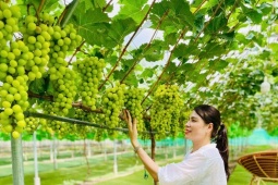 Giống nho  " quý tộc "  có giá hơn 1 triệu đồng/kg được trồng thành công ở Nghệ An