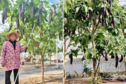 Người đàn ông có cây cà tím lạ, mỗi năm cho hơn tạ quả, chia khắp xóm