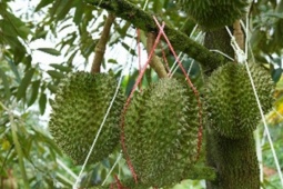 Đắt gấp đôi hàng Thái, sầu riêng Trung Quốc có gì đặc biệt?
