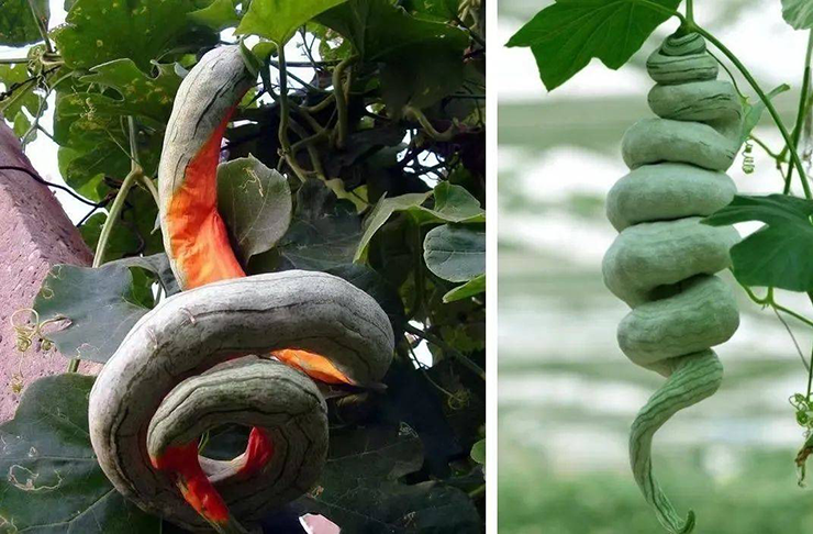 Khi chuyển sang màu đỏ, vị của mướp trở nên đắng và không còn thích hợp để ăn nữa. Đây là thời điểm nên tránh thu hoạch.
