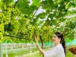 Giống nho "quý tộc" có giá hơn 1 triệu đồng/kg được trồng thành công ở Nghệ An