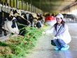 “Mở khóa tự nhiên”: Vinamilk biến rào cản thành vòng tuần hoàn xanh tại trang trại sinh thái