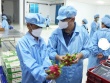 Hỏa tốc 'giải cứu' thanh long, hồ tiêu, ớt... đang tắc đường sang châu Âu