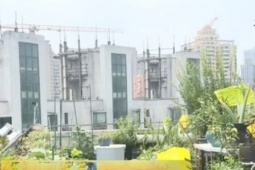 Mái nhà chung cư biến thành nơi  trồng rau, nuôi cá , cư dân sống trong thấp thỏm