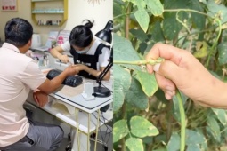 Nông dân đổ xô đi… làm móng để hái đậu năng suất cao