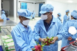 Hỏa tốc 'giải cứu' thanh long, hồ tiêu, ớt... đang tắc đường sang châu Âu