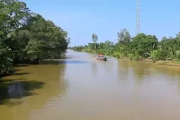 Truy tìm cá sấu ‘sổng chuồng’ ở Cà Mau