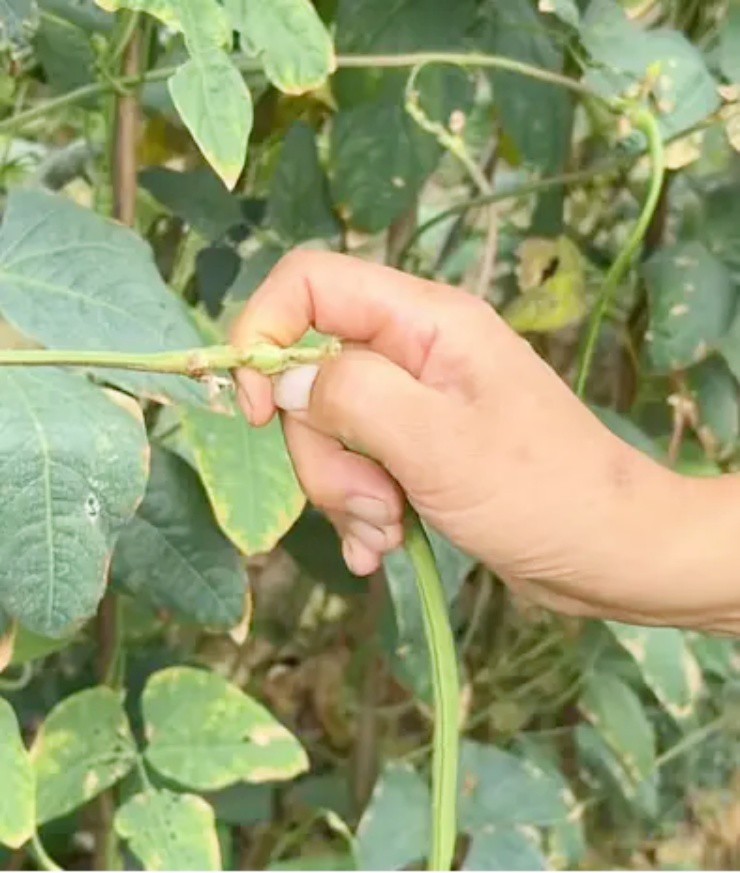 Nông dân đổ xô đi… làm móng để hái đậu năng suất cao - 2