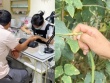 Nông dân đổ xô đi… làm móng để hái đậu năng suất cao