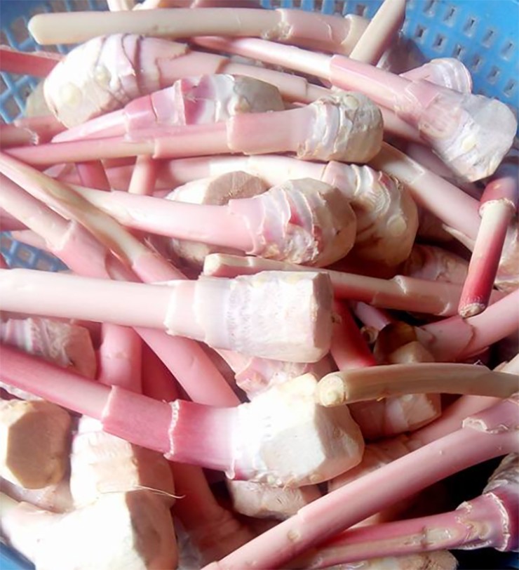 Do thời gian thu hái mầm ngắn và cây chỉ mọc tốt ở điều kiện sinh thái đặc biệt như rừng ẩm, nhiệt độ mát quanh năm nên sản lượng không cao.&nbsp;
