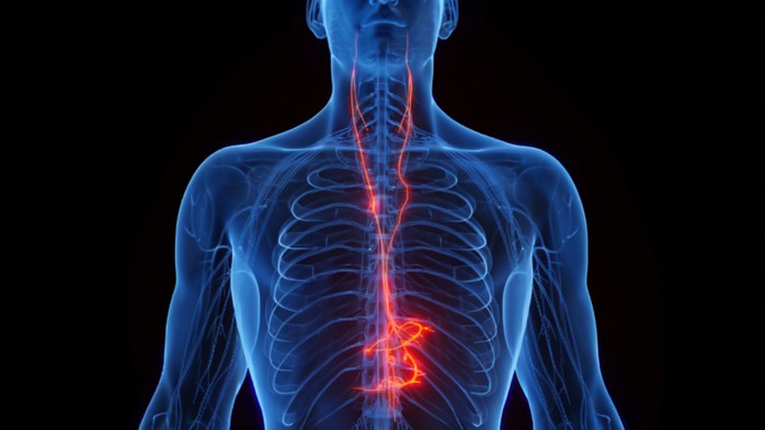 Trục não - ruột với kênh giao tiếp chính là dây thần kinh phế vị có thể coi như một giác quan riêng biệt - Ảnh: SCIENCE PHOTO LIBRARY