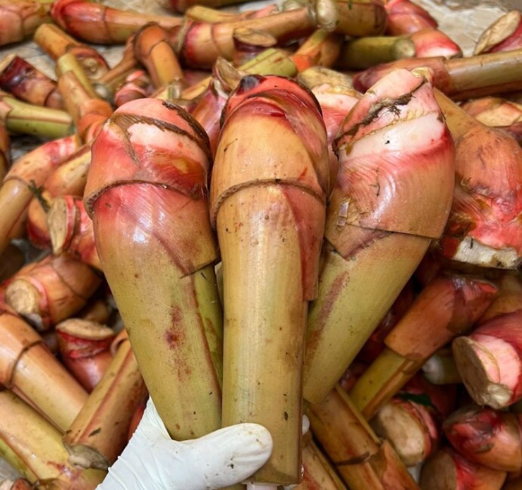 Mầm thảo quả có màu trắng ngà hoặc hồng nhạt, thân mềm, hương tỏa ra khi bóp nhẹ.&nbsp;
