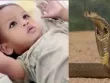 Hy hữu: Em bé hai tuổi cắn chết rắn hổ mang chúa