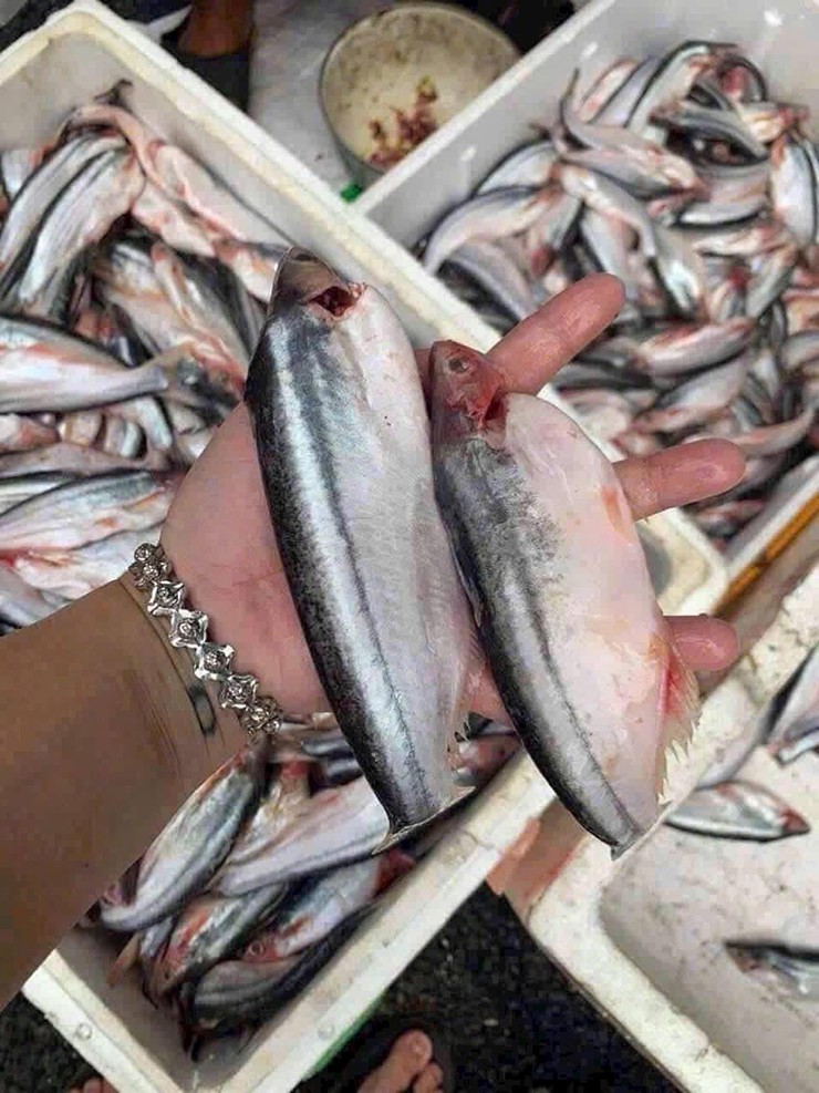 Ở miền Tây Nam Bộ, có một loại cá nghe tên 'lạnh gáy', đó là con cá xác.
