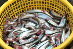 Loài cá ở Việt Nam nghe tên  " lạnh gáy " , nay thành đặc sản 200.000 đồng/kg, nhiều người  " săn lùng " 