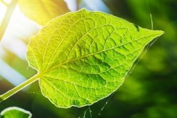 Quên pin mặt trời đi,  " lá cây nhân tạo "  mới là tương lai năng lượng của nhân loại