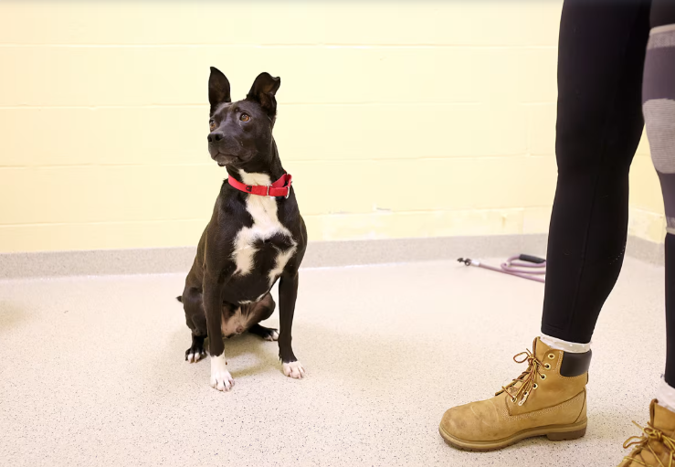 Ace, một chú chó hai tuổi được giao nộp cho Liên đoàn cứu hộ động vật chi nhánh Dedham của Boston