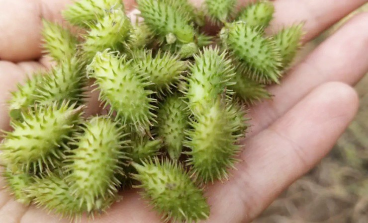Quả dại xưa ai cũng ghét, nay chi vài trăm nghìn mới mua được 1kg - 1