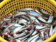 Loài cá ở Việt Nam nghe tên "lạnh gáy", nay thành đặc sản 200.000 đồng/kg, nhiều người "săn lùng"